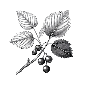 Feuilles de cassis