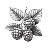 Framboise