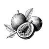 Fruit de la passion
