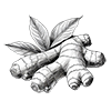 Gingembre