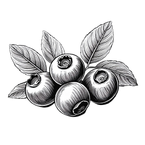 Myrtille