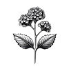 Verveine